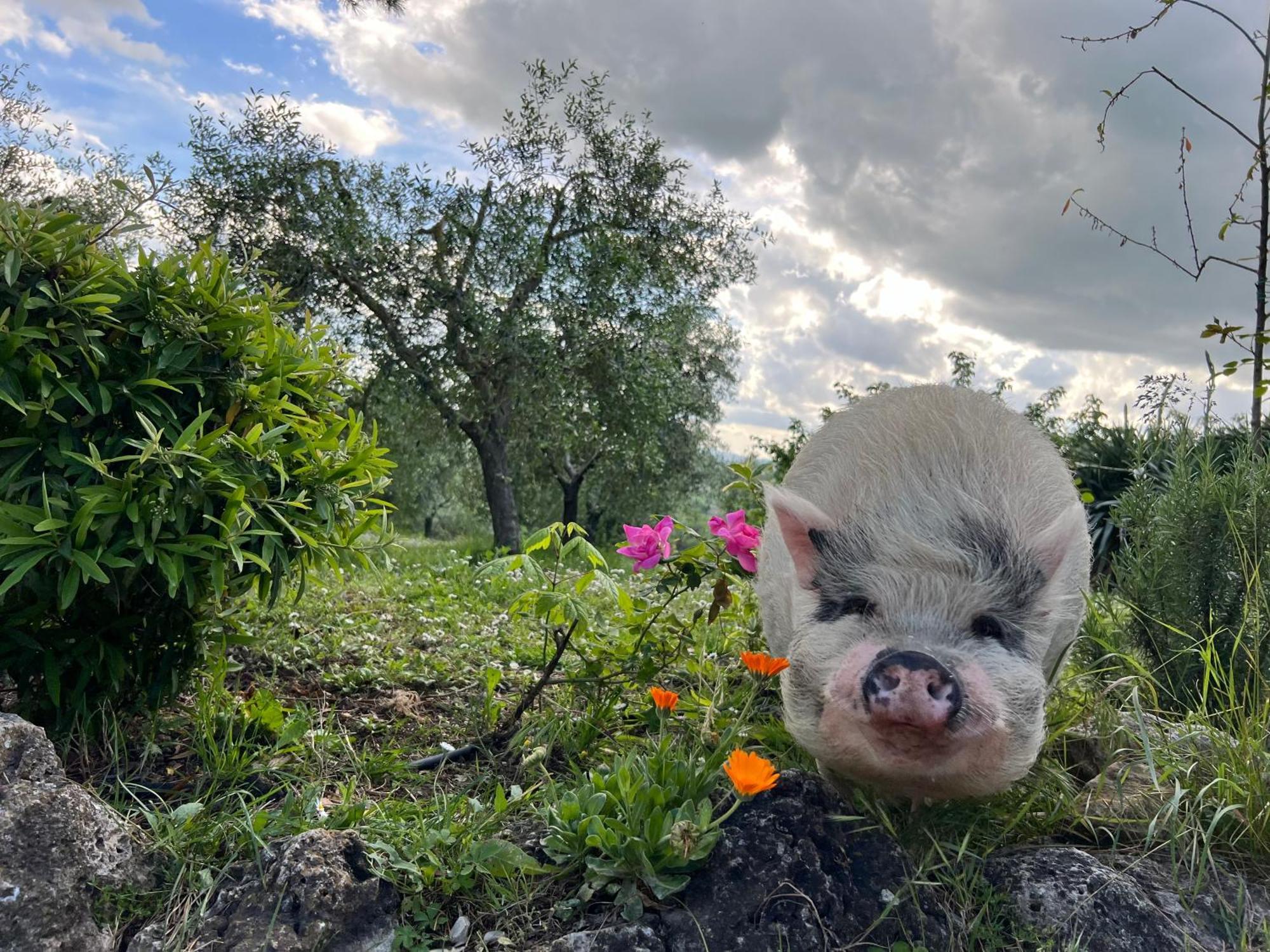 Agriturismo Pieve Sprenna Buonconvento Eksteriør billede